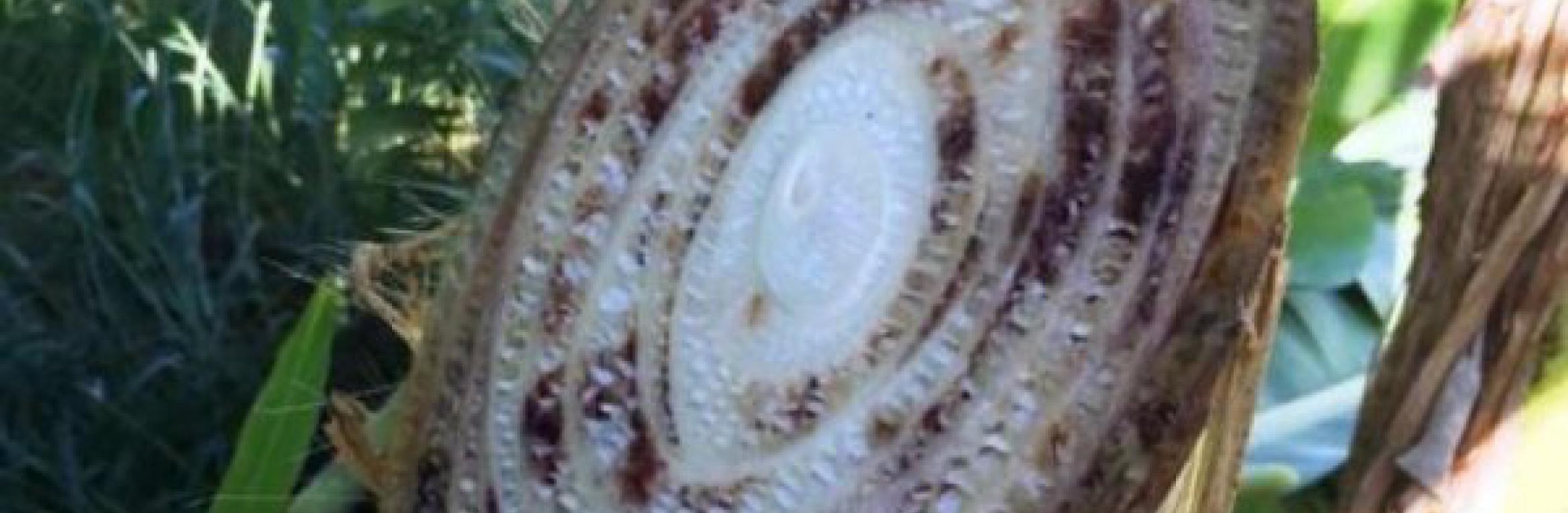 La Maladie de Panama La Maladie de Panama